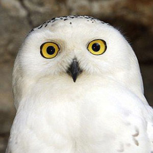 Hurray for Hedwig: Our Owl-normous Harry Potter Give-Away