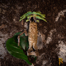 Load image into Gallery viewer, Harry Potter Magical Creatures No. 17 - Mandrake.